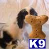 Cocker Spaniel Puppies